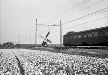 150969 Gezicht op bloembollenvelden langs de spoorlijn bij Lisse, een passerend electrisch treinstel mat. 1946 van de ...